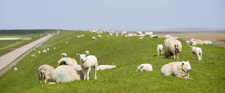 Glückliche Schafe aus Texel