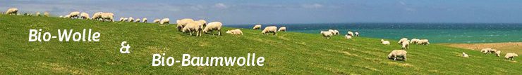 Schafe grasen auf einer grünen Weide am Meer