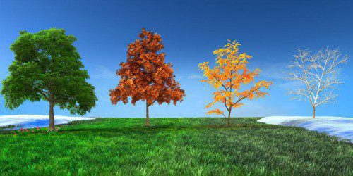 Die vier Jahreszeiten als Bäume dargestellt
